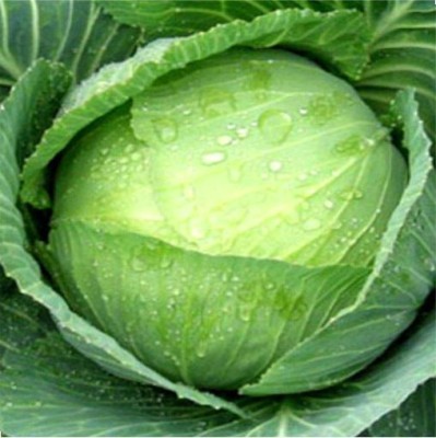 HY CABBAGE DEV